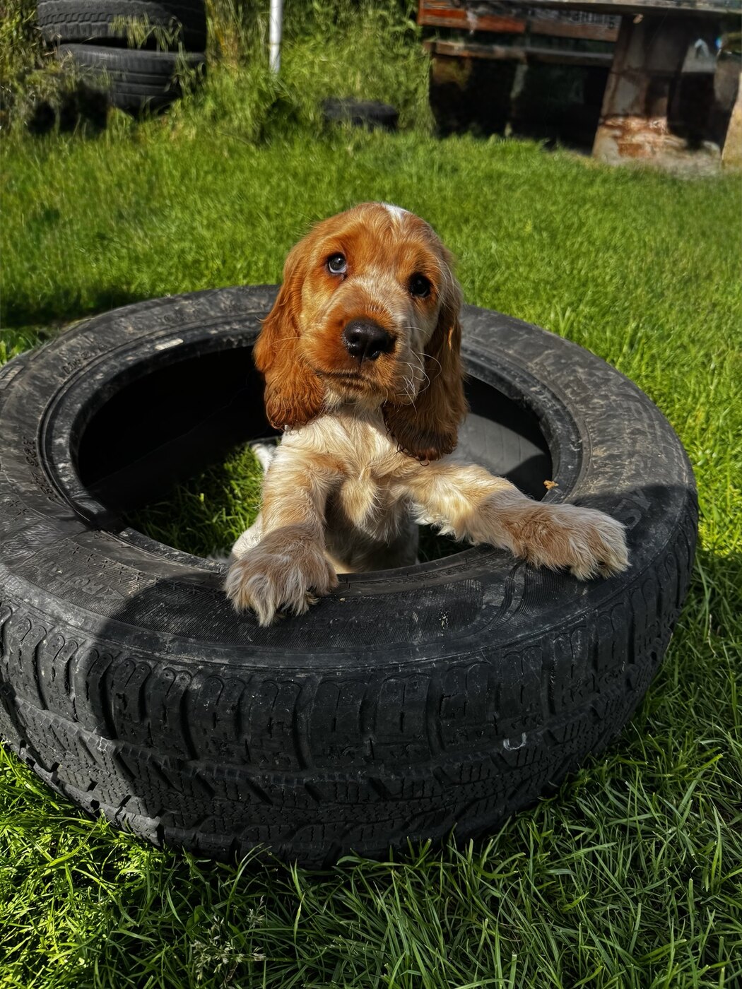 Cocker-Spaniel-Welpe im Welpenparcours